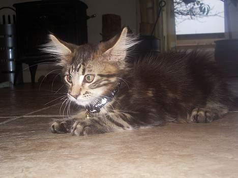 Maine Coon Harald Hin Hårfager - uha - jeg er da godt nok farlig - synes du ikke ?? billede 11