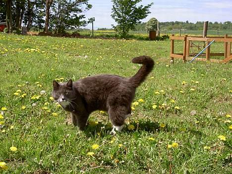 Blanding af racer Fluffy billede 11