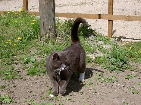 Blanding af racer Fluffy billede 12