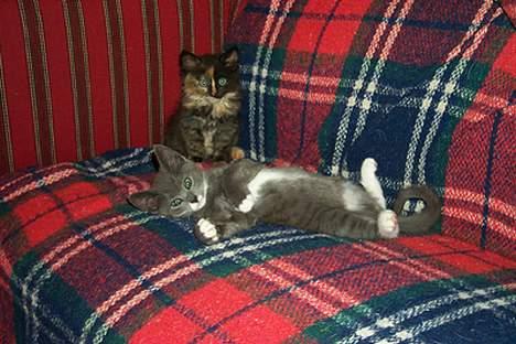 Blanding af racer Fluffy billede 13