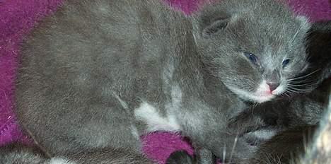 Blanding af racer Fluffy billede 14