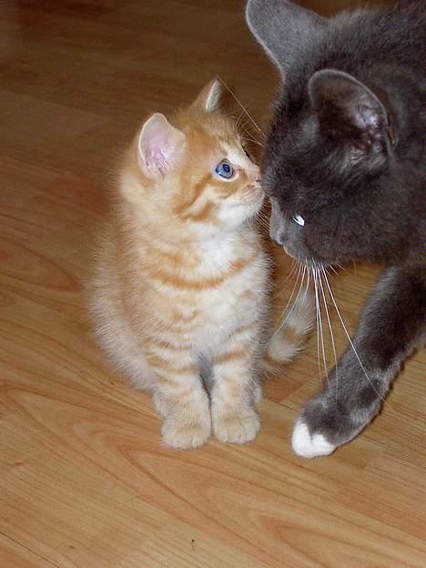 Blanding af racer Fluffy billede 15