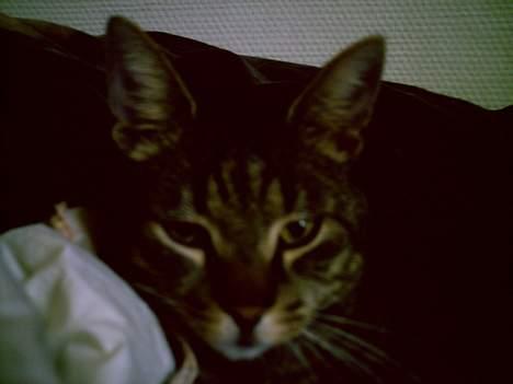 Blanding af racer Pjuske - Mr. Kælekat. billede 11