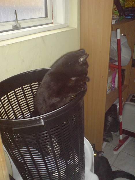 Huskat Nico billede 12