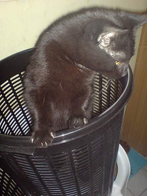 Huskat Nico billede 13