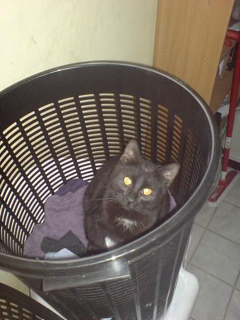 Huskat Nico - hvad er der så galt i at være i en vasketøjslurv? billede 15