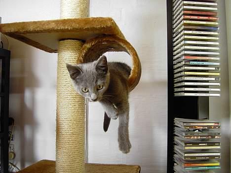 Russian Blue Mitzi - Mitzi er her ca 12 uger og meget legesyg billede 1