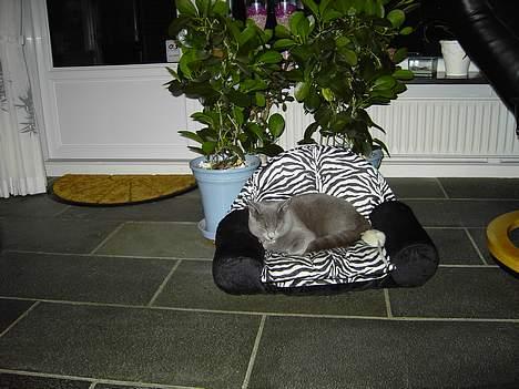 Russian Blue Mitzi - Mitzi har sin egen sofa og den nyder den billede 2