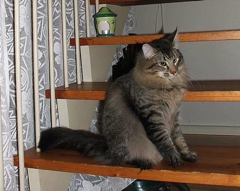 Norsk Skovkat DK Missies Jambolan - 2. marts 2007 billede 7