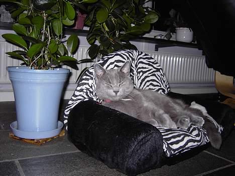 Russian Blue Mitzi - Jeg tager lige et par timer på øjet igen billede 3