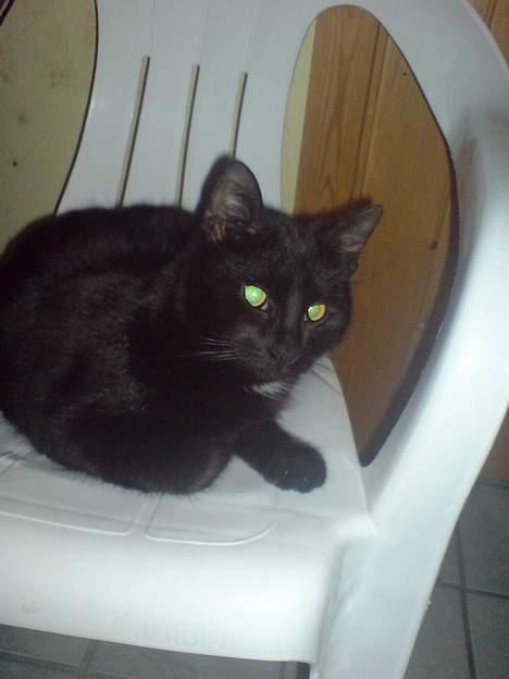 Huskat Nico billede 16