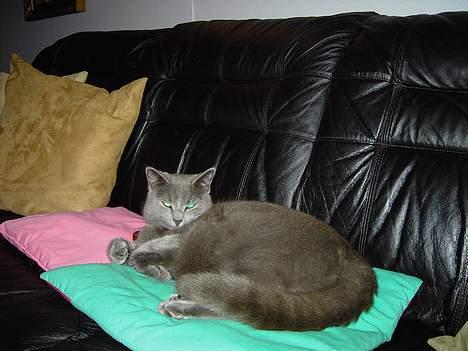 Russian Blue Mitzi - Mitzi låner lige Tomles pude et kort øjeblik billede 4