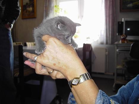 Russian Blue Mitzi - Det er min madmor der holder mig jeg er kun 4 uger billede 5
