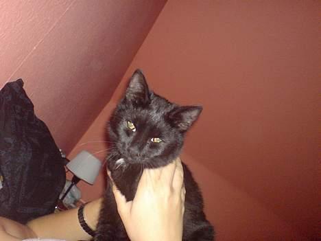 Huskat Mikkel billede 10