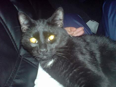 Huskat Mikkel - jeg er og bliver en charmer billede 11