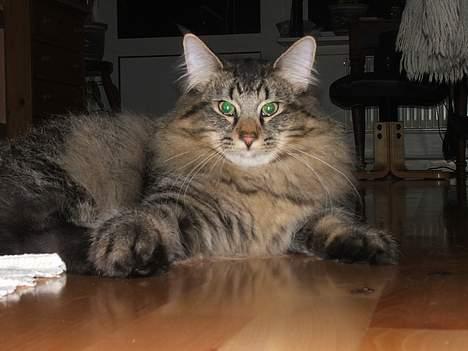 Norsk Skovkat DK Missies Jambolan - 2. marts 2007 billede 8