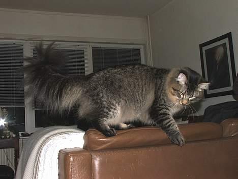 Norsk Skovkat DK Missies Jambolan - 2. marts 2007 billede 9