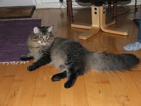 Norsk Skovkat DK Missies Jambolan - 2. marts 2007 billede 10