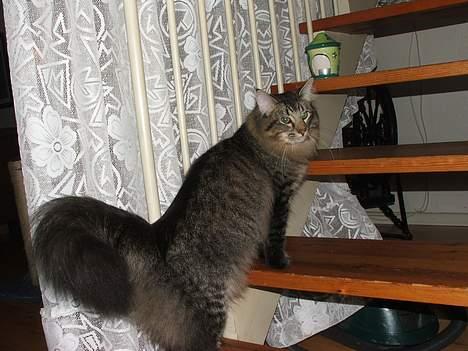 Norsk Skovkat DK Missies Jambolan - 2. marts 2007 billede 11