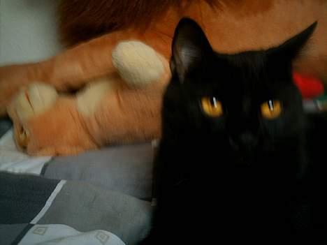 Huskat Sorteper. billede 14