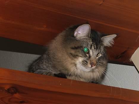 Norsk Skovkat DK Missies Jambolan billede 12