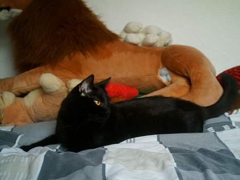 Huskat Sorteper. billede 15