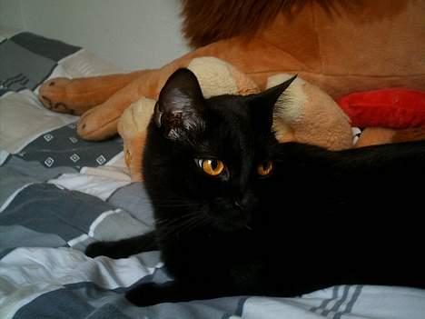 Huskat Sorteper. billede 16