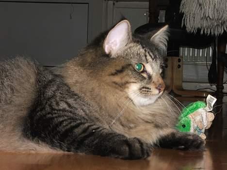 Norsk Skovkat DK Missies Jambolan billede 13