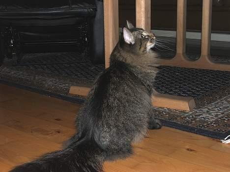 Norsk Skovkat DK Missies Jambolan billede 14