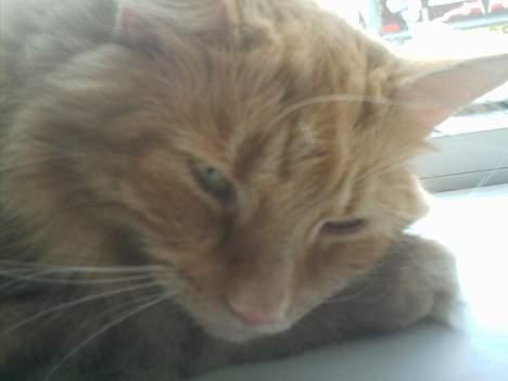 Blanding af racer Garfield billede 17