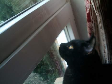 Huskat Sorteper. billede 17