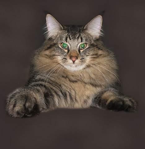 Norsk Skovkat DK Missies Jambolan - Har lige leget lidt med billedet ;-) billede 15