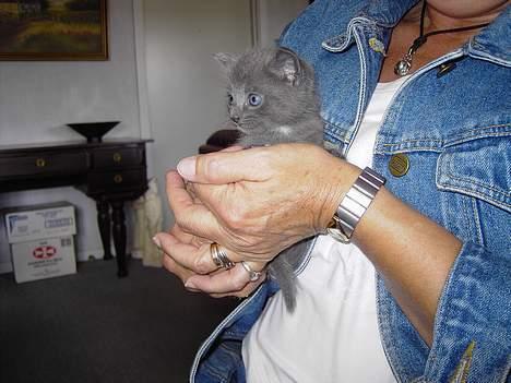 Russian Blue Mitzi - Endnu et billede af mig og min mor er jeg ikke kær billede 6