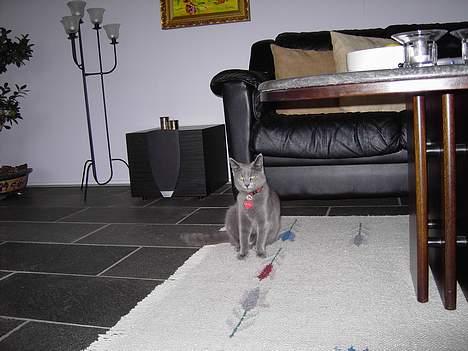 Russian Blue Mitzi - Mitzi slikker også solskin på tæppet  billede 7