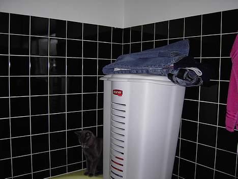 Russian Blue Mitzi - Mitzi overvejer om den skal gå i bad eller se på  billede 8