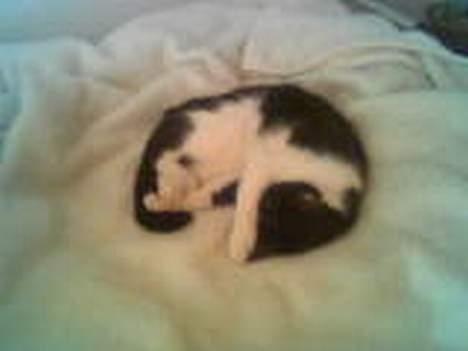 Huskat zindi - Uhhhmmmm skønt med en lur på tæppet billede 10