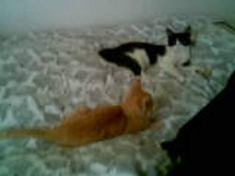 Huskat zindi - Hmm første gang zimba og jeg ligger sammen i sengen billede 11