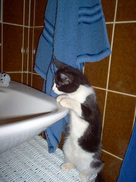 Huskat zindi - Hmmm hvad mon dette kan bruges til... billede 12