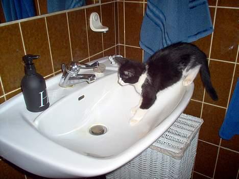 Huskat zindi - He he dette må udforskes..  billede 13