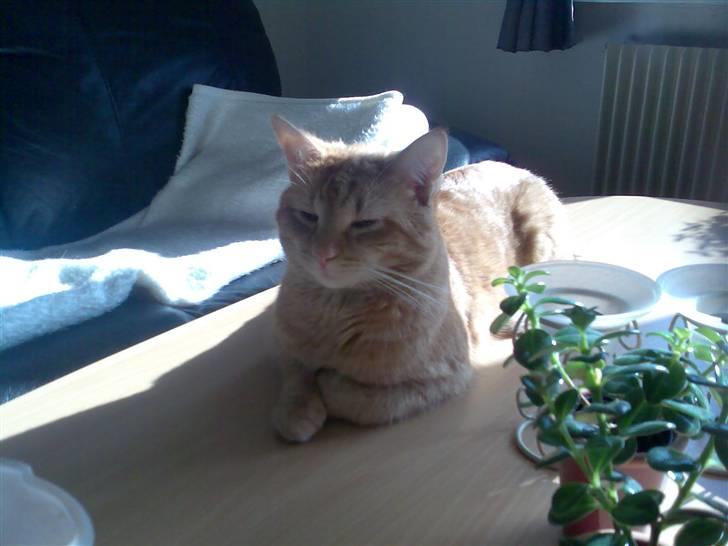 Huskat Zimba - Elsker solen  billede 10