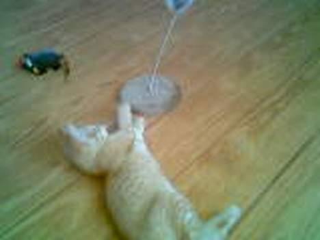 Huskat Zimba - Dette legetøj er sjovt... billede 11