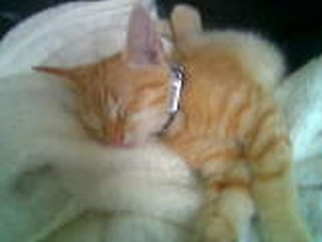 Huskat Zimba - Schyyssss jeg sover... billede 12