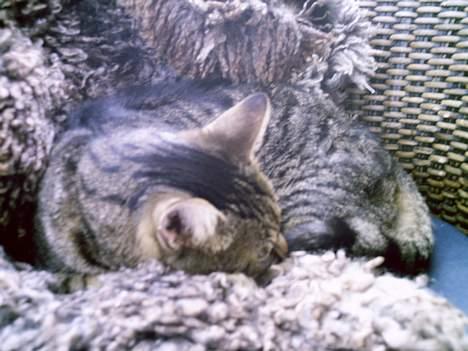 Blanding af racer Pjuske - Pjuske i udstuen.. billede 12