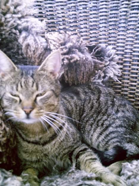 Blanding af racer Pjuske - Kongen?! billede 13