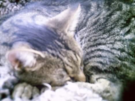 Blanding af racer Pjuske - Pjuske. billede 15