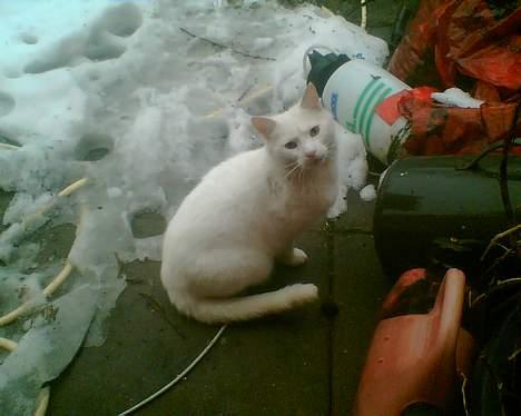 Blanding af racer Speedy billede 7