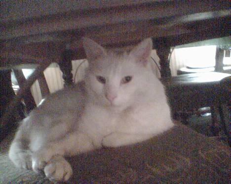 Blanding af racer Speedy billede 9