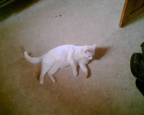 Blanding af racer Speedy billede 11