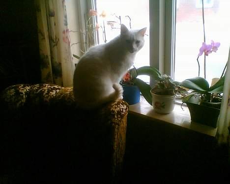 Blanding af racer Speedy billede 12