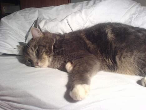 Huskat Mini < 3 - Nårrh, her tager han lii en lille luyr på min senq < 3 :´) billede 2